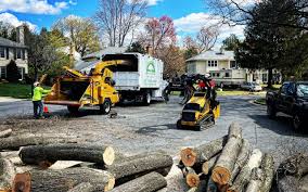 Reliable Jarrell, TX Tree Removal Solutions